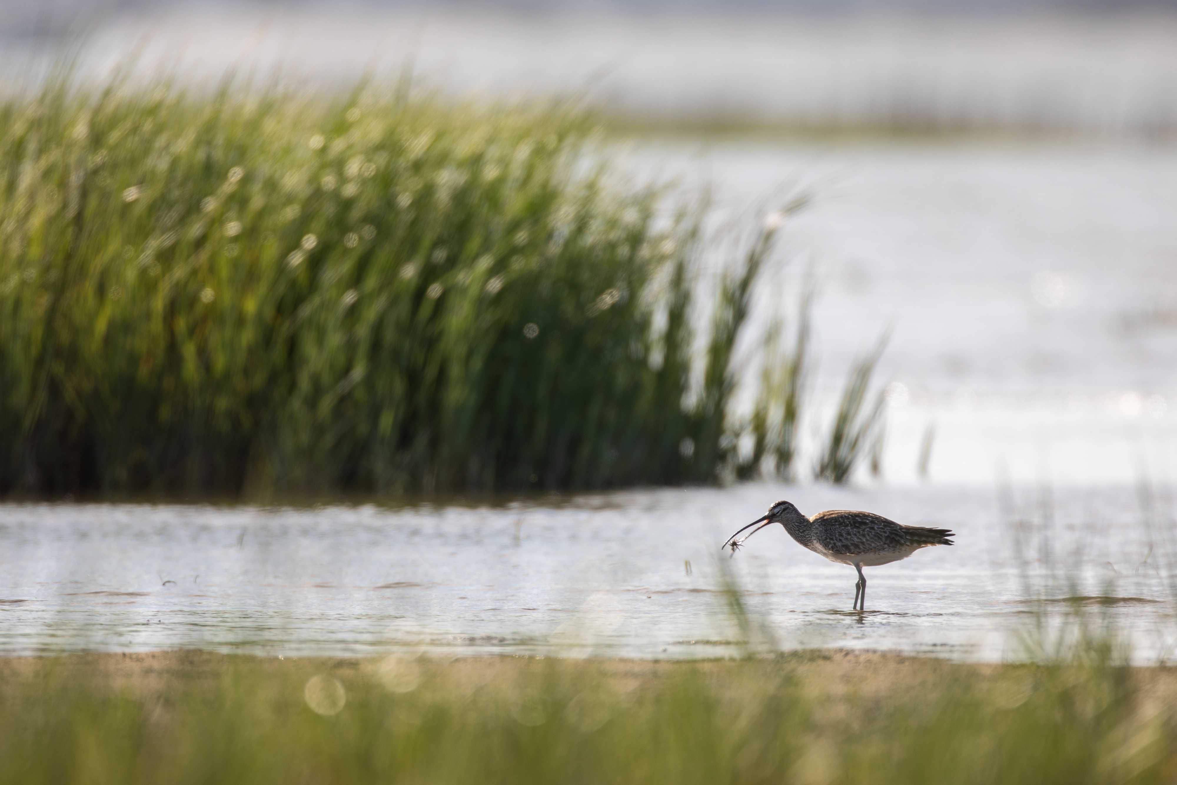Andy Johnson/Cornell Lab of Ornithology